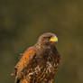 Harris Hawk