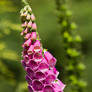 Digitalis