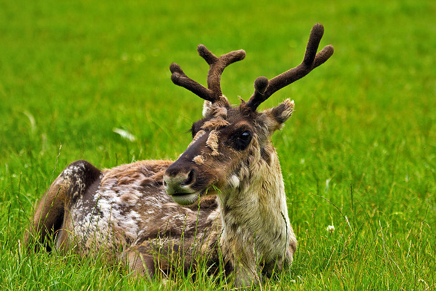 WHere's Rudolph Dear? by parallel-pam on DeviantArt