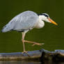 Dance of the Heron