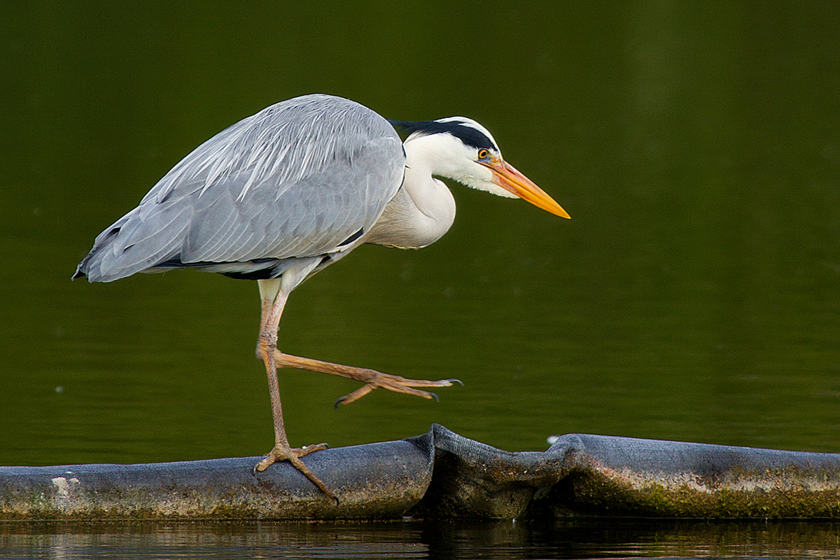 Dance of the Heron