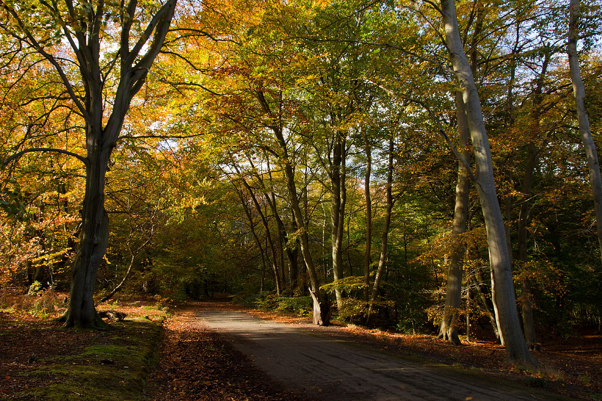 Road to Autumn