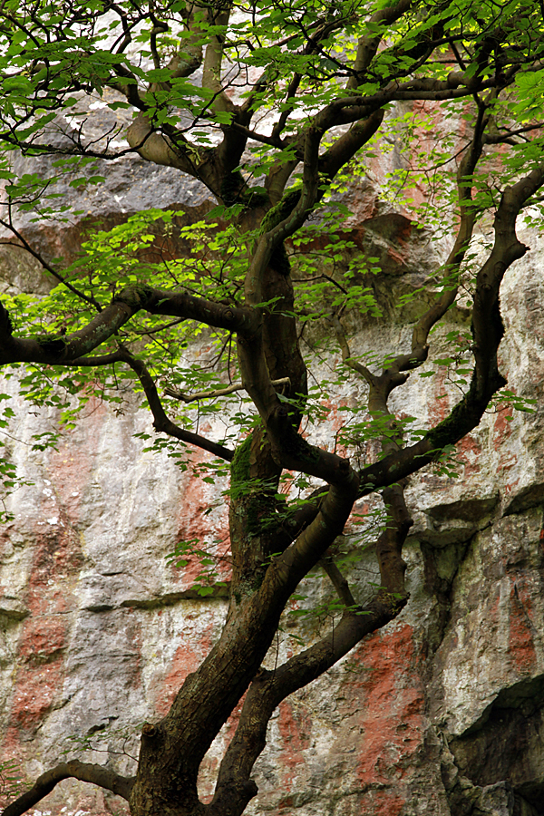 Tree lines