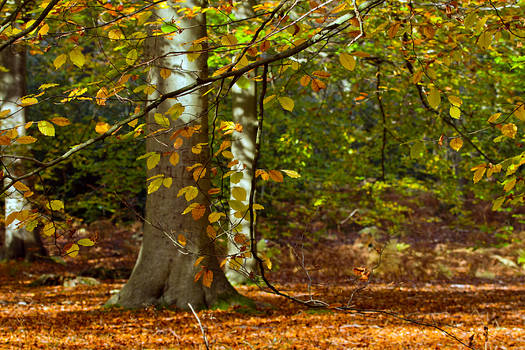 Beech Veil