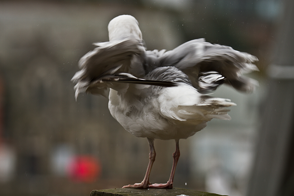 Move those tail feathers