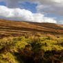 Dartmoor Hues