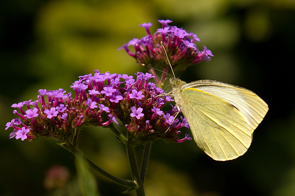 Verbena or Cabbage?