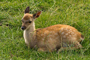 Bambi Rests