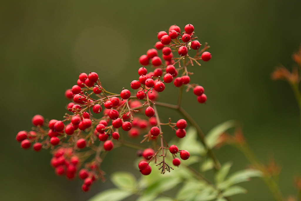 Berry Red