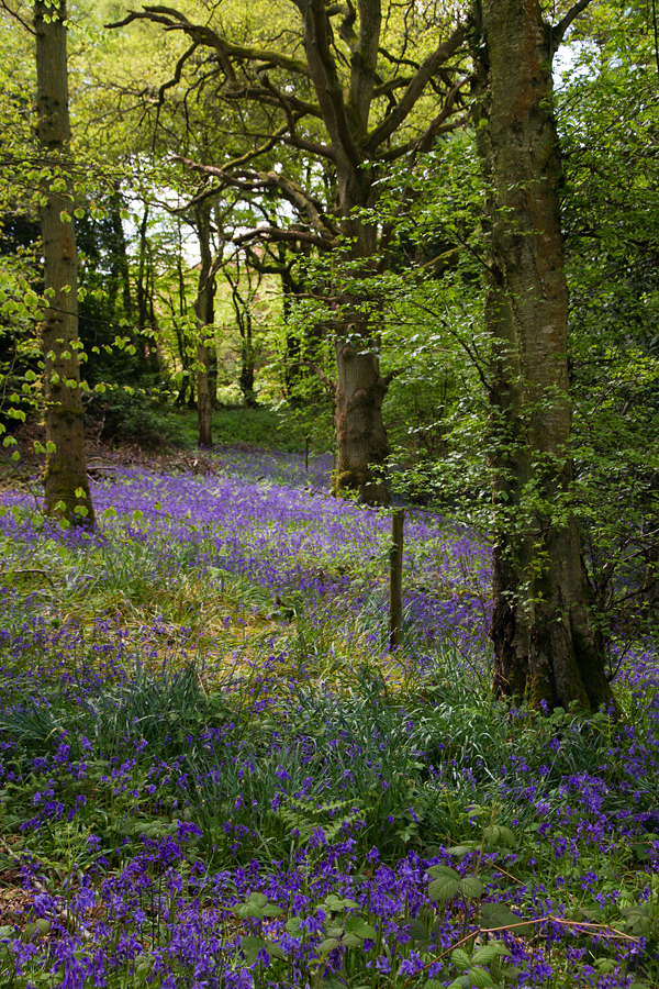 Bluebell View