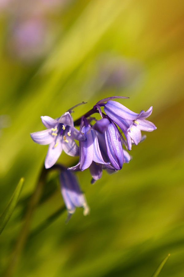 Bluebell Blur