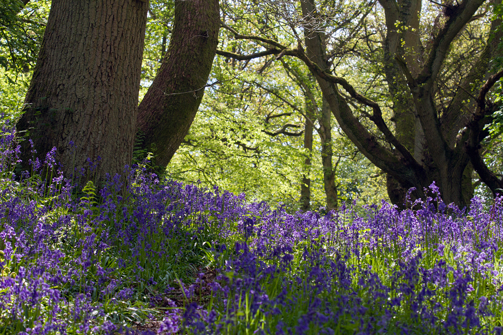 Bowden Bluebells