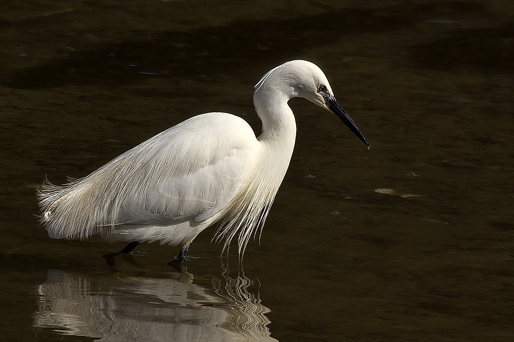 Egret