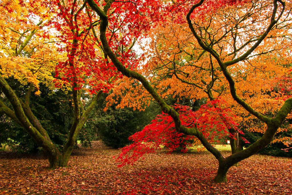 Veins of Autumn