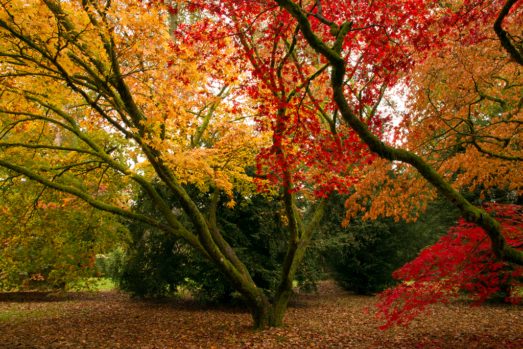 Autumn Canopy