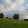 Pastoral Northumberland