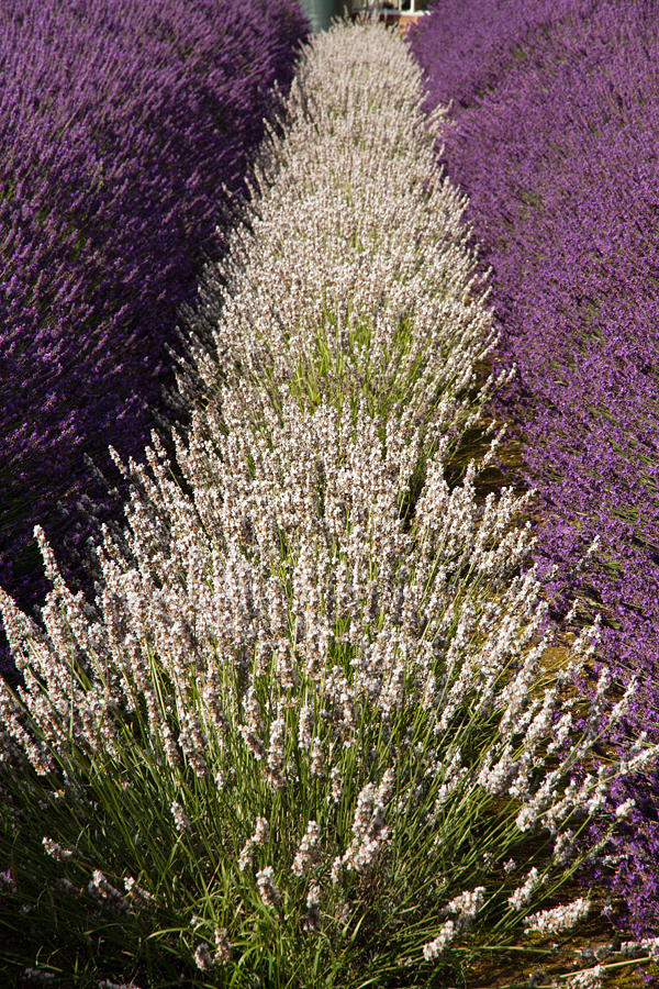 Lavendar Lines