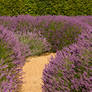 Lavendar Path