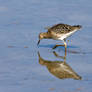 Wading in the Blue