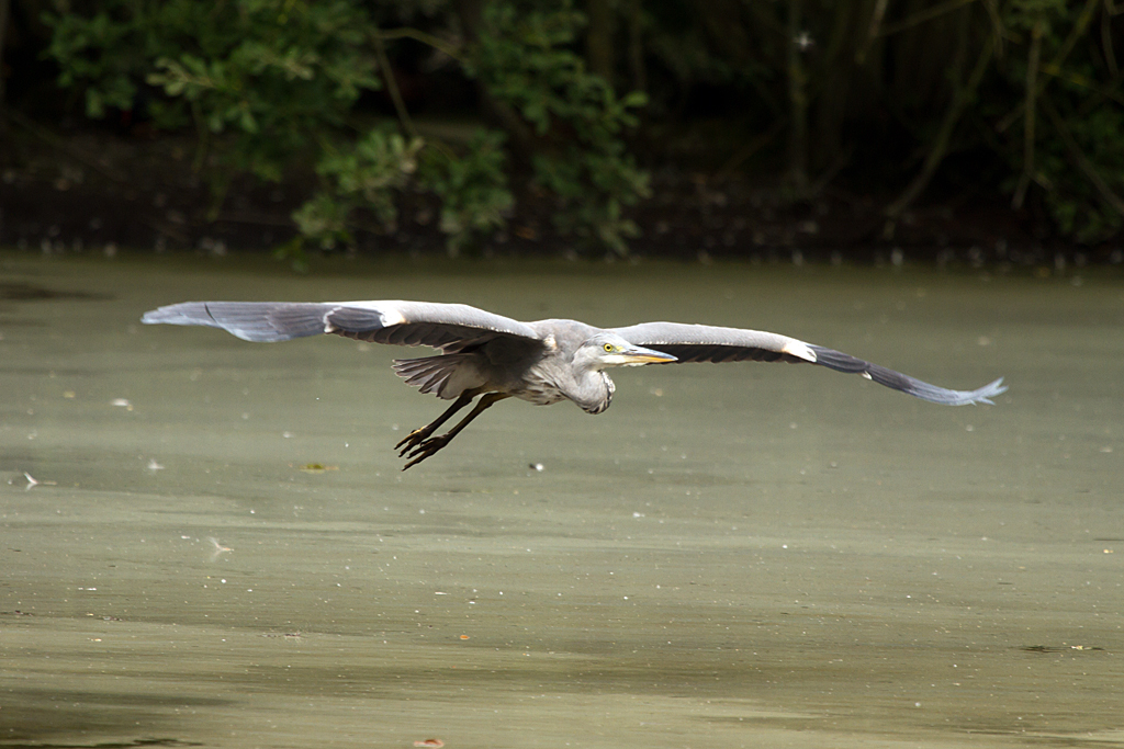 Low flying