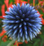 Unopened Globe Thistle by parallel-pam