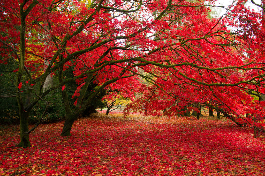 World Is Red The world is red by parallel-pam on DeviantArt