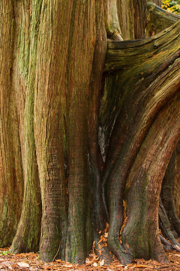 Trunk Color/texture Trunk textures by parallel-pam on DeviantArt