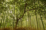 Bamboo Forest by parallel-pam