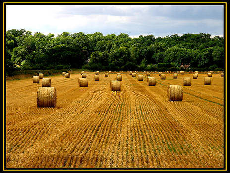 Golden Harvest