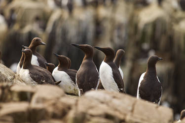 Guillemots Galore