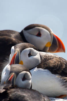 Puffin Huddle