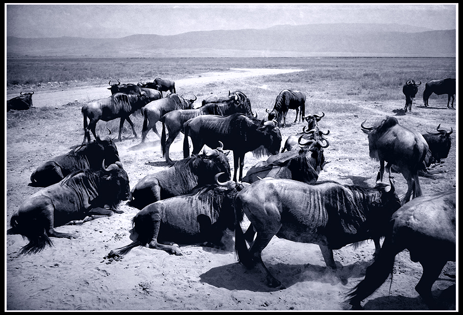 Wildebeest in the Midday Sun