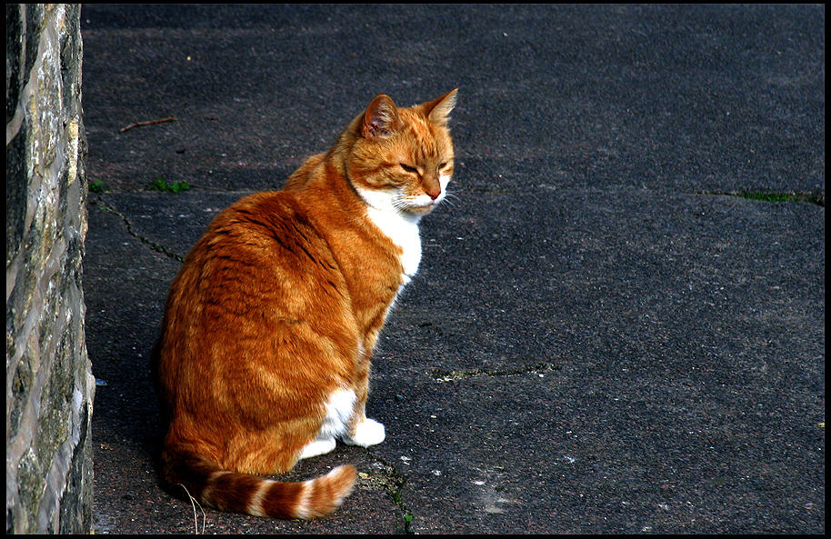 Ginger Guards The Wall by parallel-pam on DeviantArt
