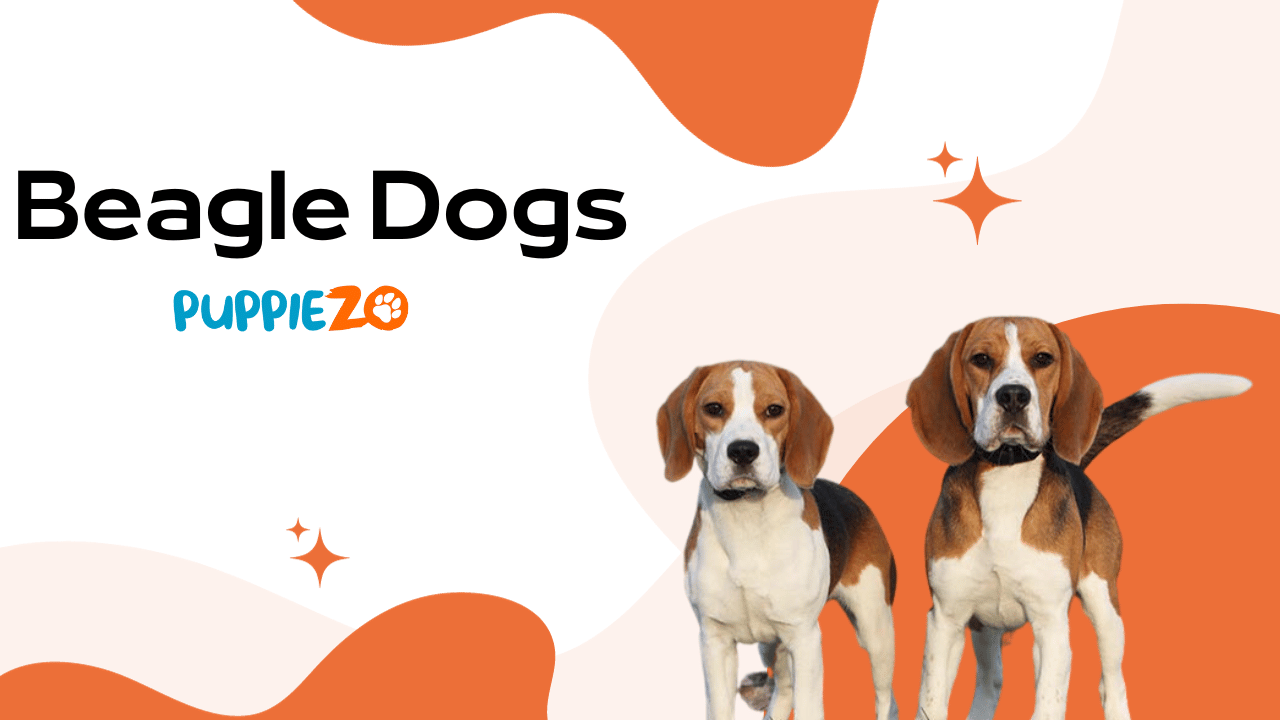 Beagle harrier for deals sale