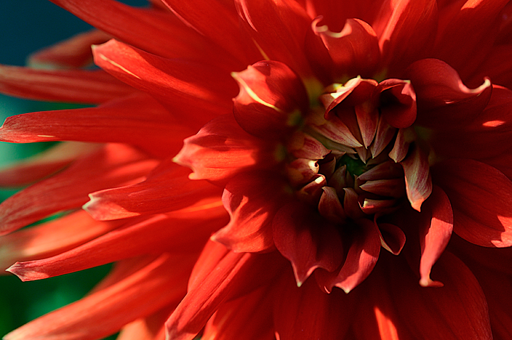 Red flower