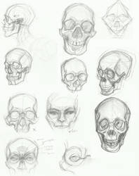 Some skull studies