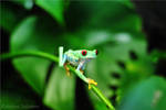 Tree frog! by VanwaLome