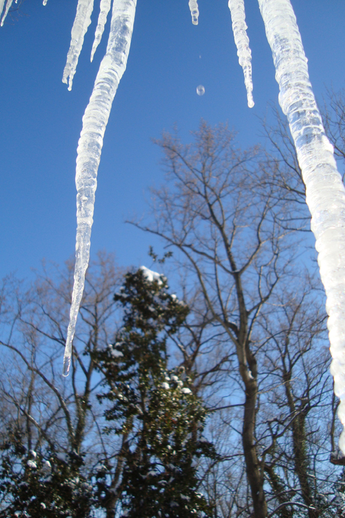 Fangs of Winter