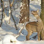 xmas roe deer 4