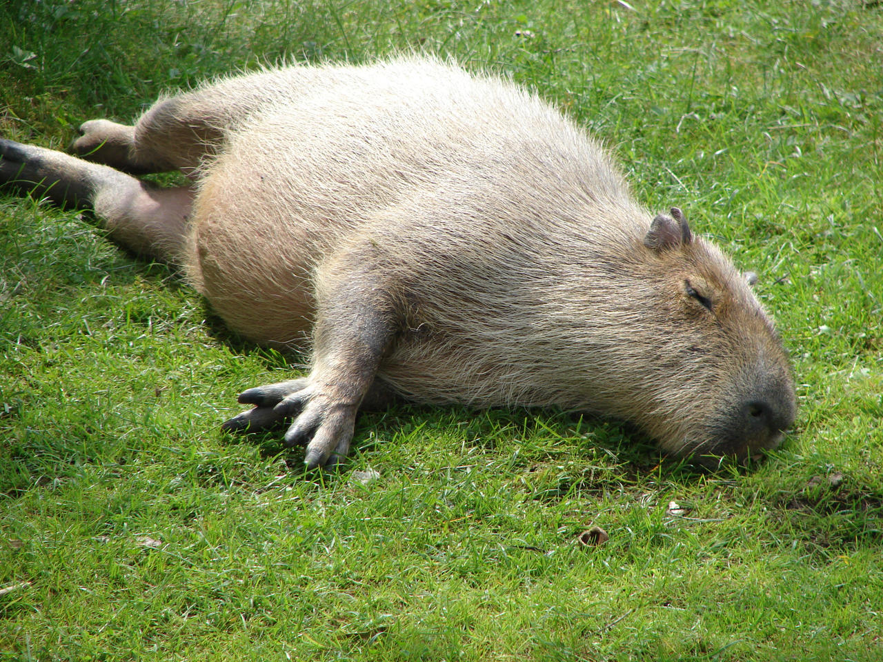 Are Capybaras Lazy? Unveiling the Truth About Their Behavior