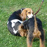 Beagle and Fox terrier