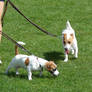 Two Jack Russell terriers