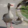 Greylag Goose