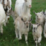 Goat-pocalypse!