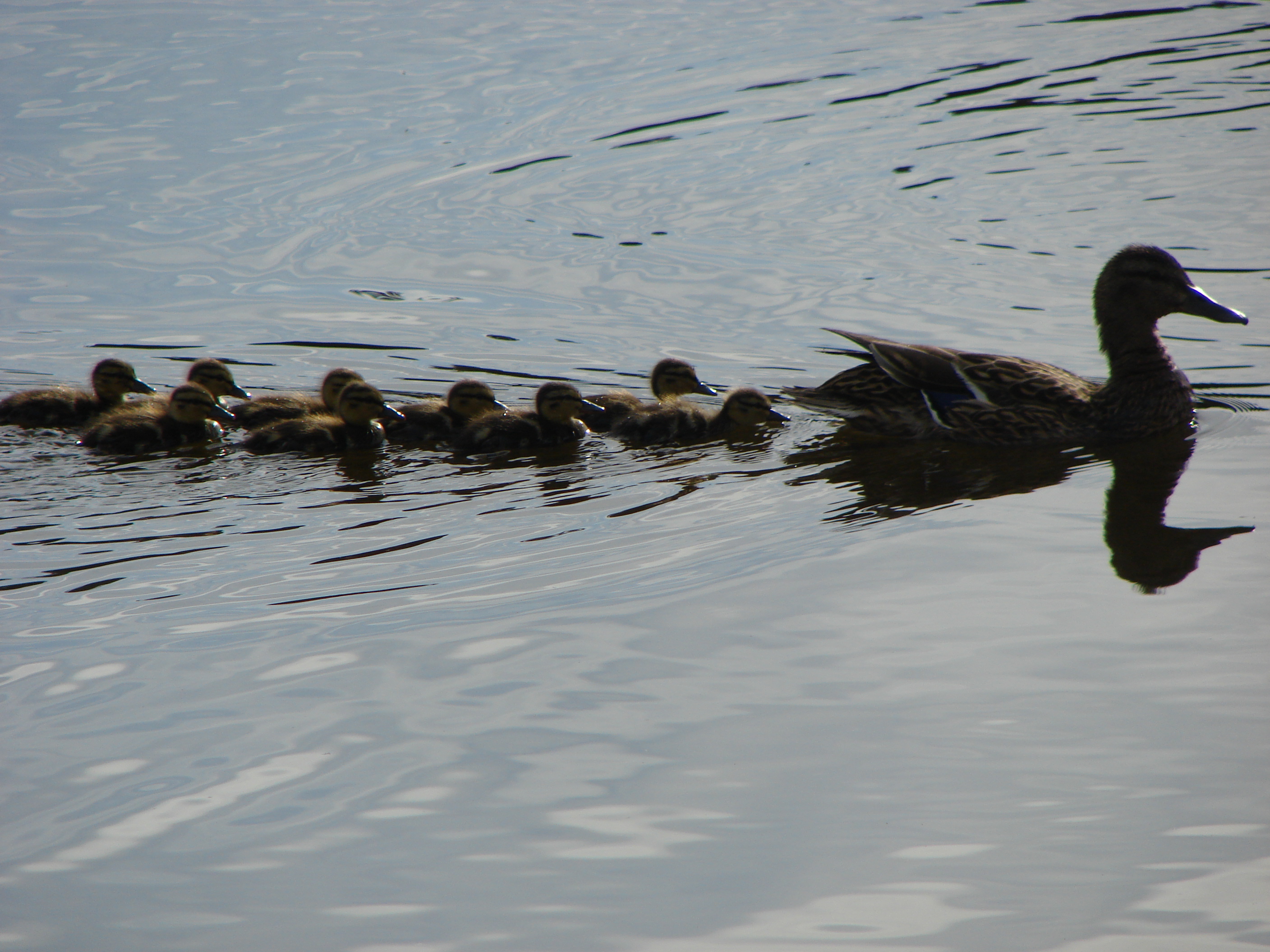 Get my ducks in a row