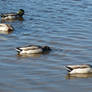 Ducks looking for food