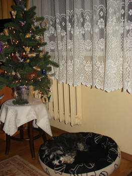 I have a Schnauzer under a christmas tree!