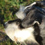 Schnauzer close-up