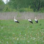 More storks