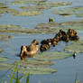 Mallards, mallards everywhere!